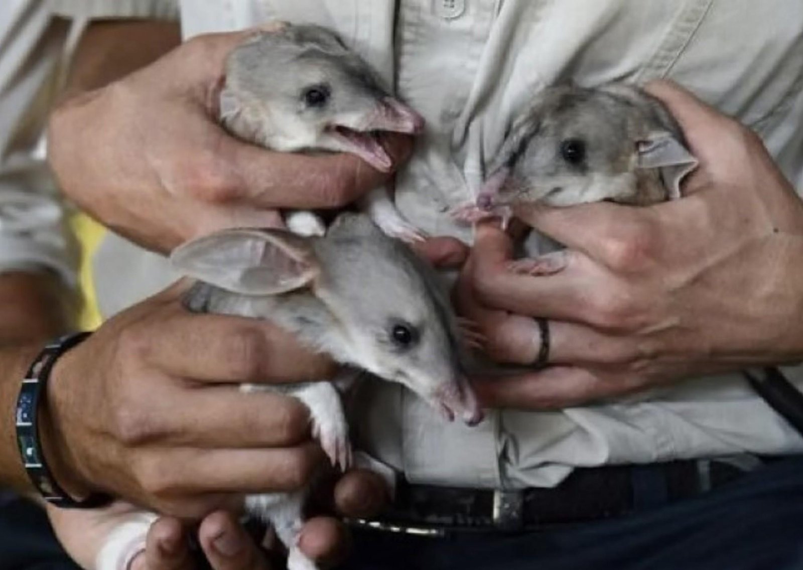 Mala noticia para la humanidad: 44 especies se extinguieron en 2025