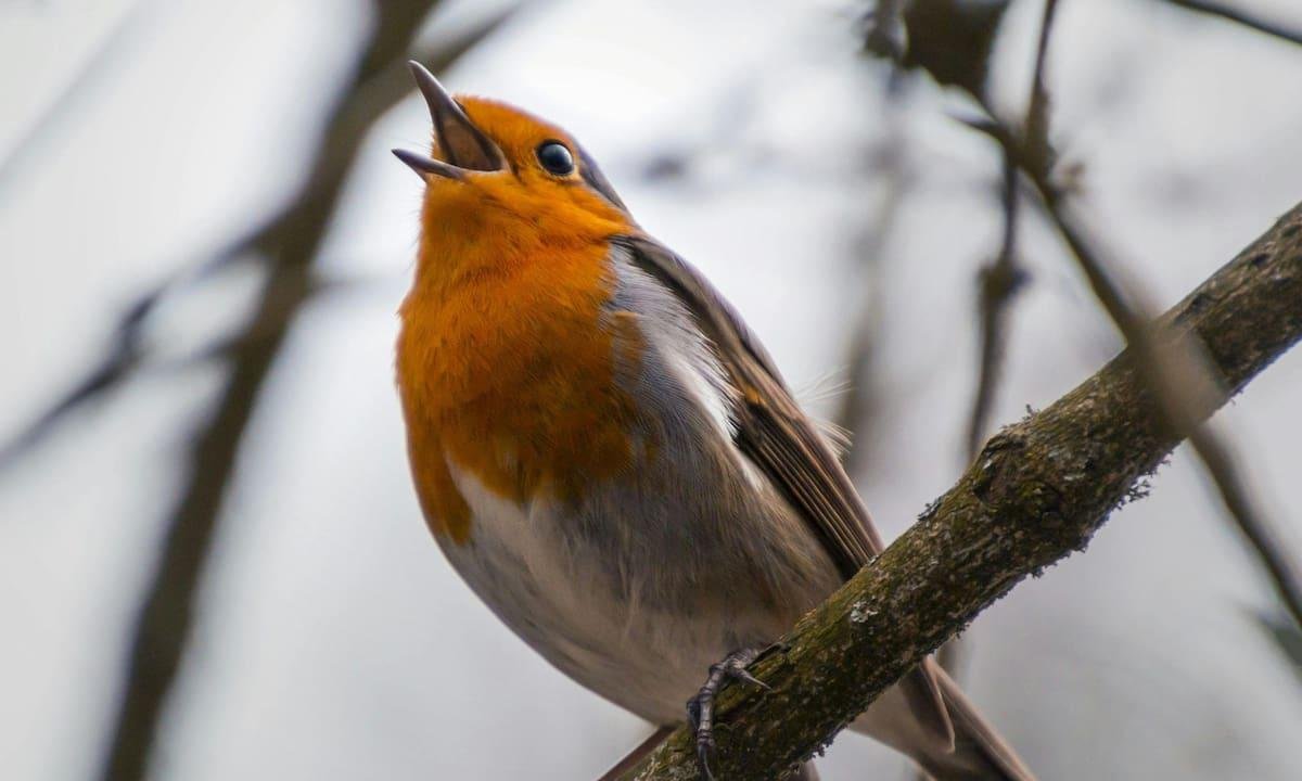 Por qué es bueno escuchar pájaros cantar en tu casa o jardín