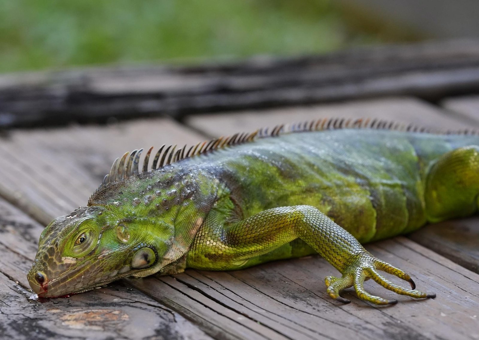 "Lluvia de iguanas" en Miami: se congelan por el intenso frío polar, se caen de los árboles y quedan petrificadas