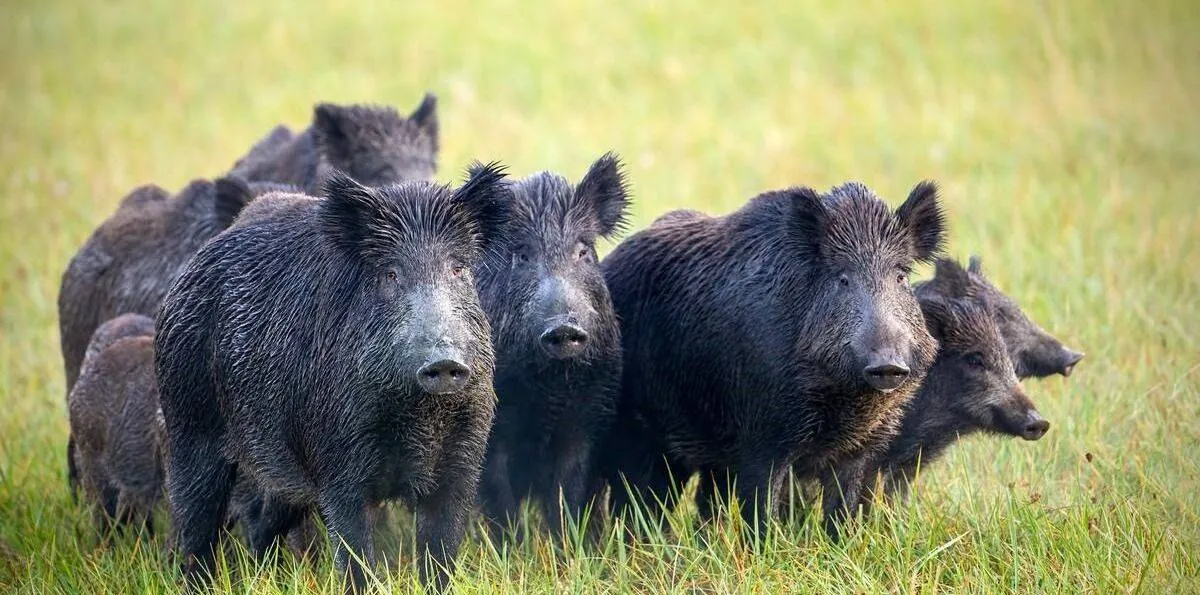 "CARNES SALVAJES": tras el CONSUMO de BURRO, ahora llegan los JABALÍES y GUANACOS