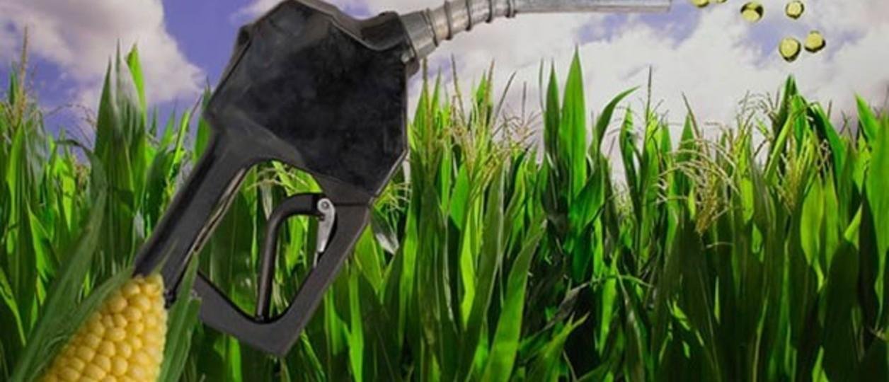 Un choclo en el tanque... del tractor