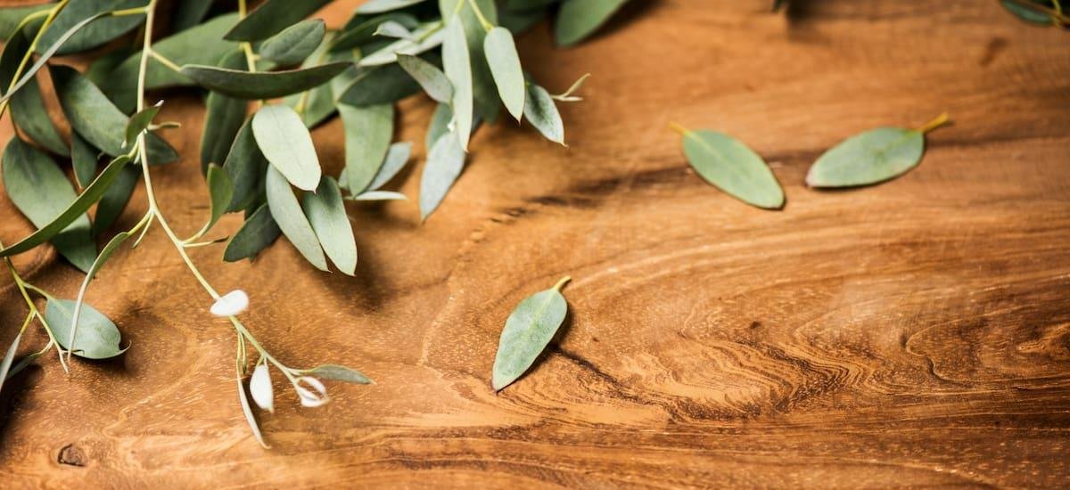 Mezclar hojas de romero con eucalipto: para qué sirve y por qué lo recomiendan expertos