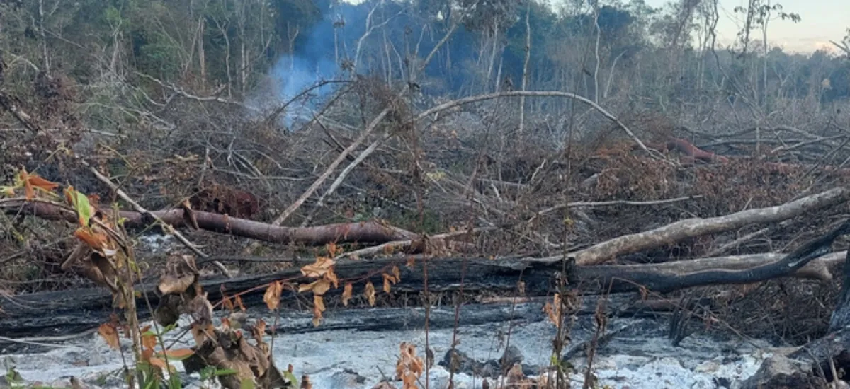 Clausuran predio en Campeche, cerca de la reserva de Calakmul, por tala ilegal y quema de vegetación