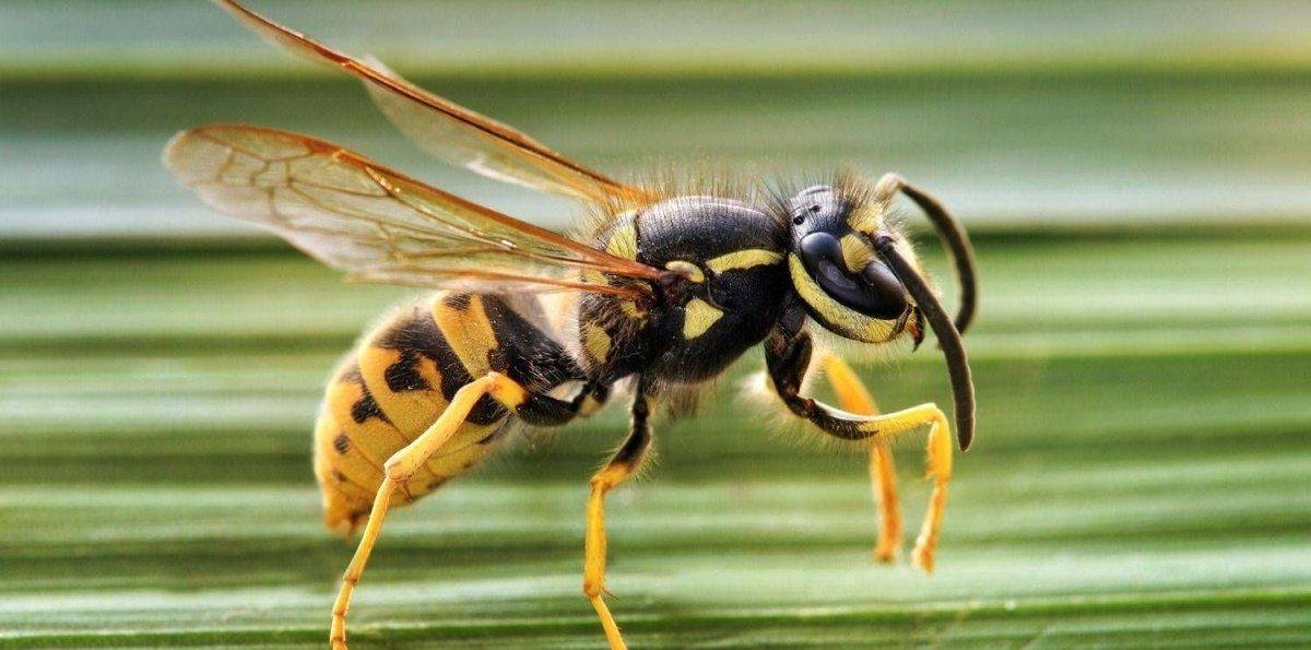 Alerta en la Patagonia por la proliferación de avispas “carnívoras”: cómo son y cuáles son los riesgos