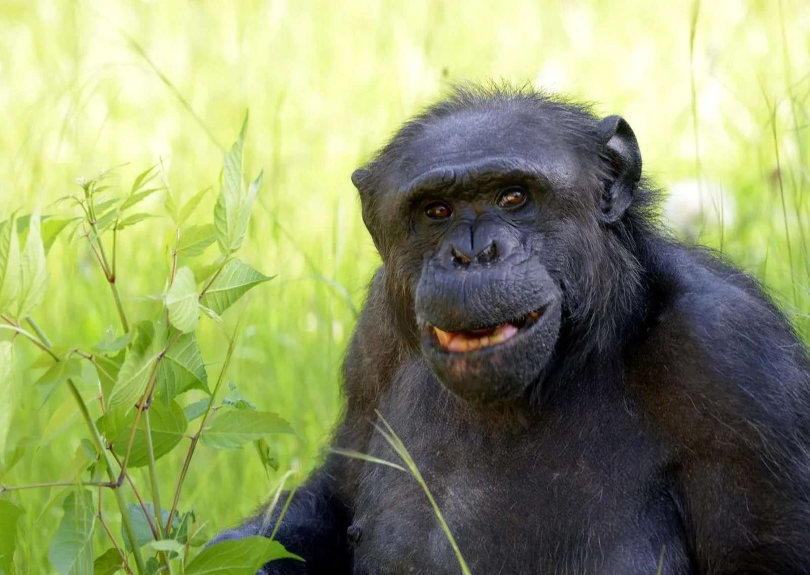 Murió Tomy, el chimpancé que llegó al zoo de La Plata en un plan canje y buscaron hacer "sujeto de derecho"