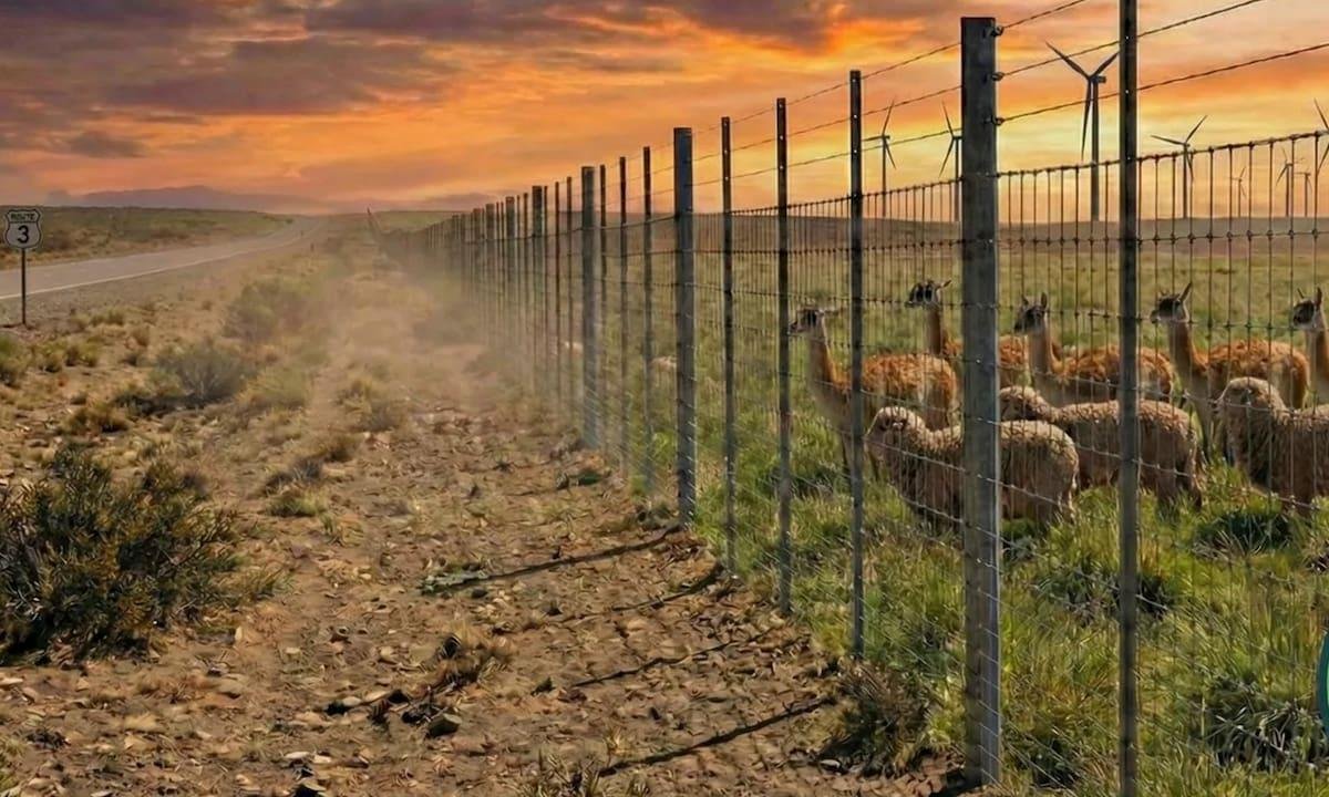 Barrera de 300 km: proponen una imponente construcción para evitar el cruce de guanacos en una provincia