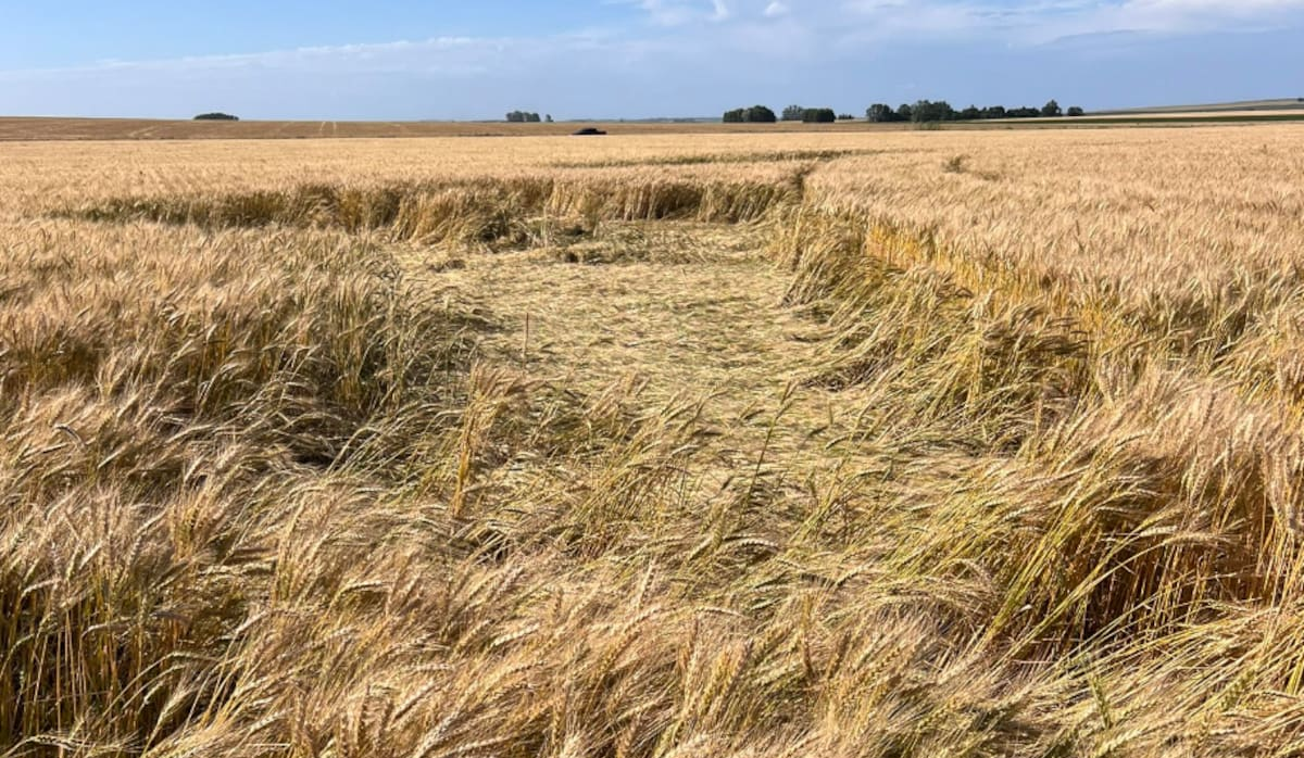GRANOS: el trigo en EE. UU. sube a máximo anual porque la tensión entre EE. UU. e Irán asusta a los fondos