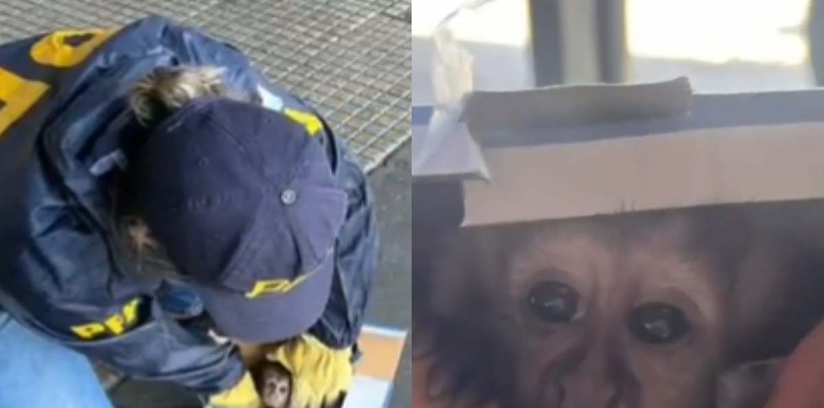 Rescataron a una cría de mono caí que era transportado ilegalmente en Retiro: iba escondido en una caja de bananas