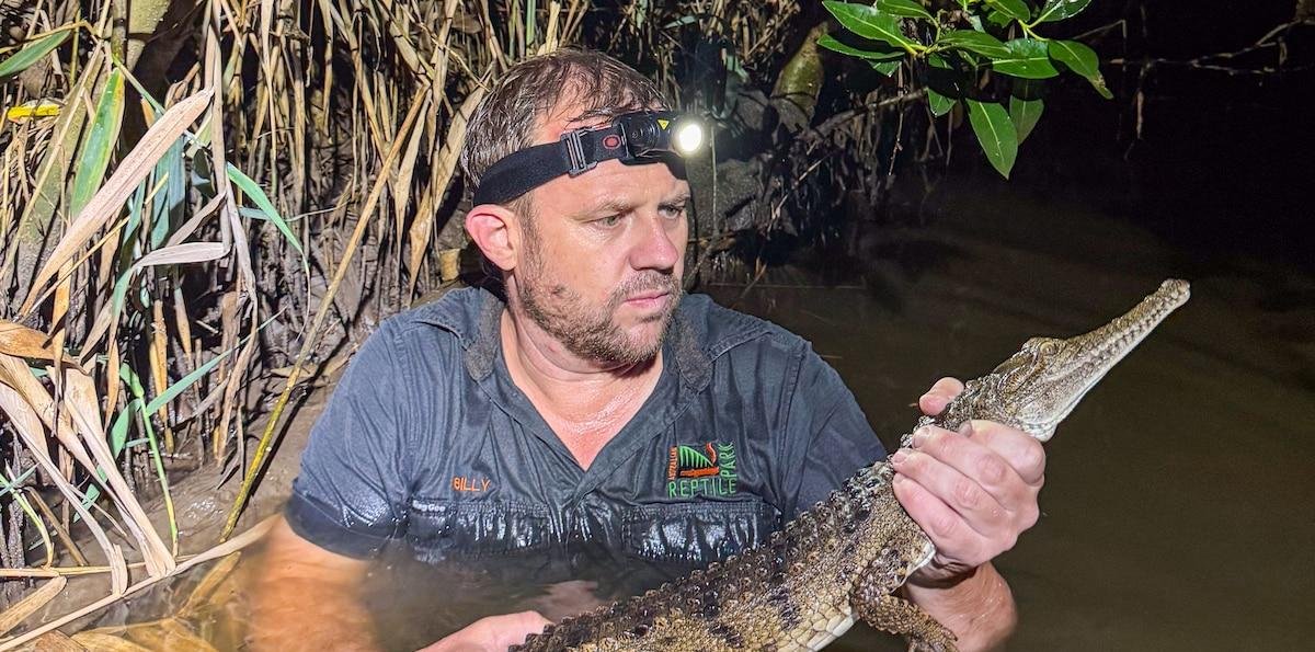 Capturan cocodrilo en un arroyo a 2.000 km de su hábitat en Australia