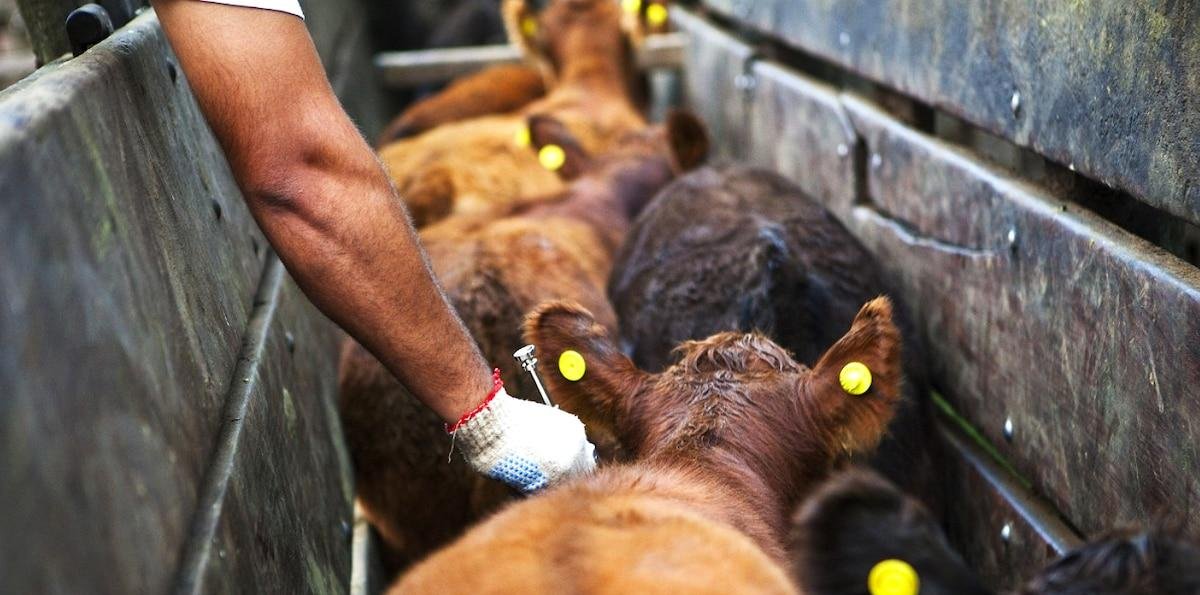 Guerra por una vacunación: productores advierten que están “cautivos” de una fundación y piden la intervención del Senasa