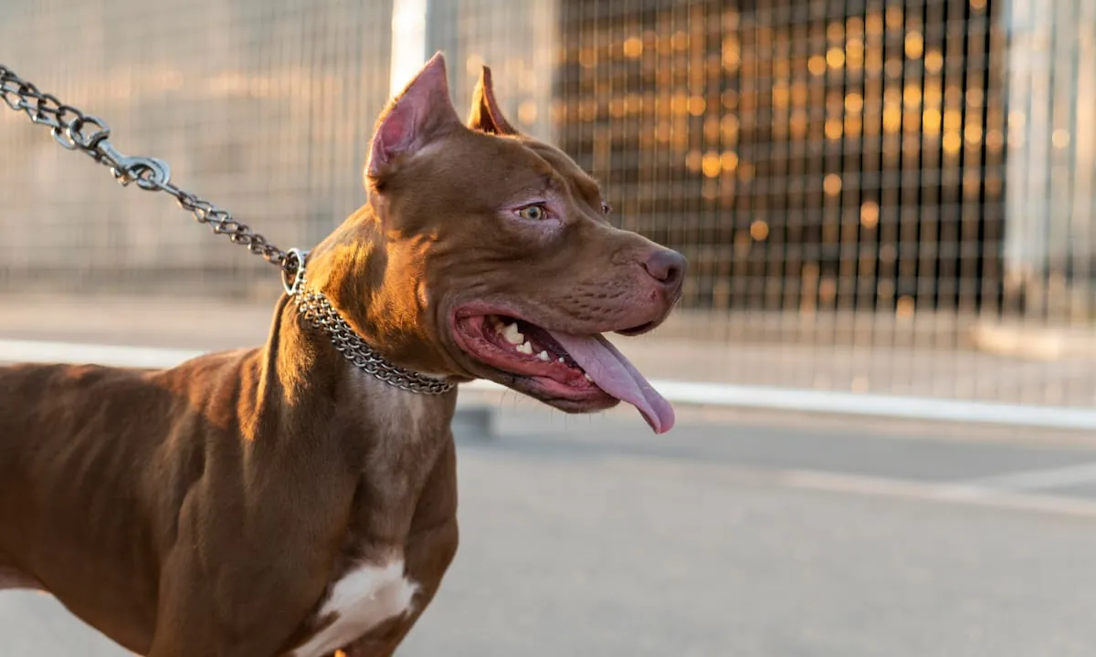 Un niño de 4 años murió tras ser atacado por un pitbull cuando estaba al cuidado de su madrina en Moreno