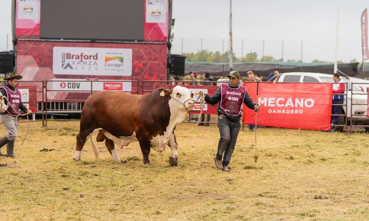 En Expoagro: la Expo Braford Avanza tendrá su segunda edición