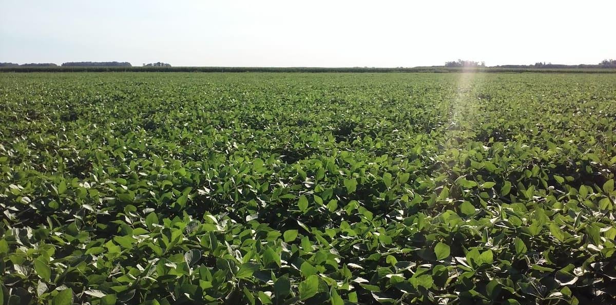 El precio de la soja enfrenta realidades contradictorias