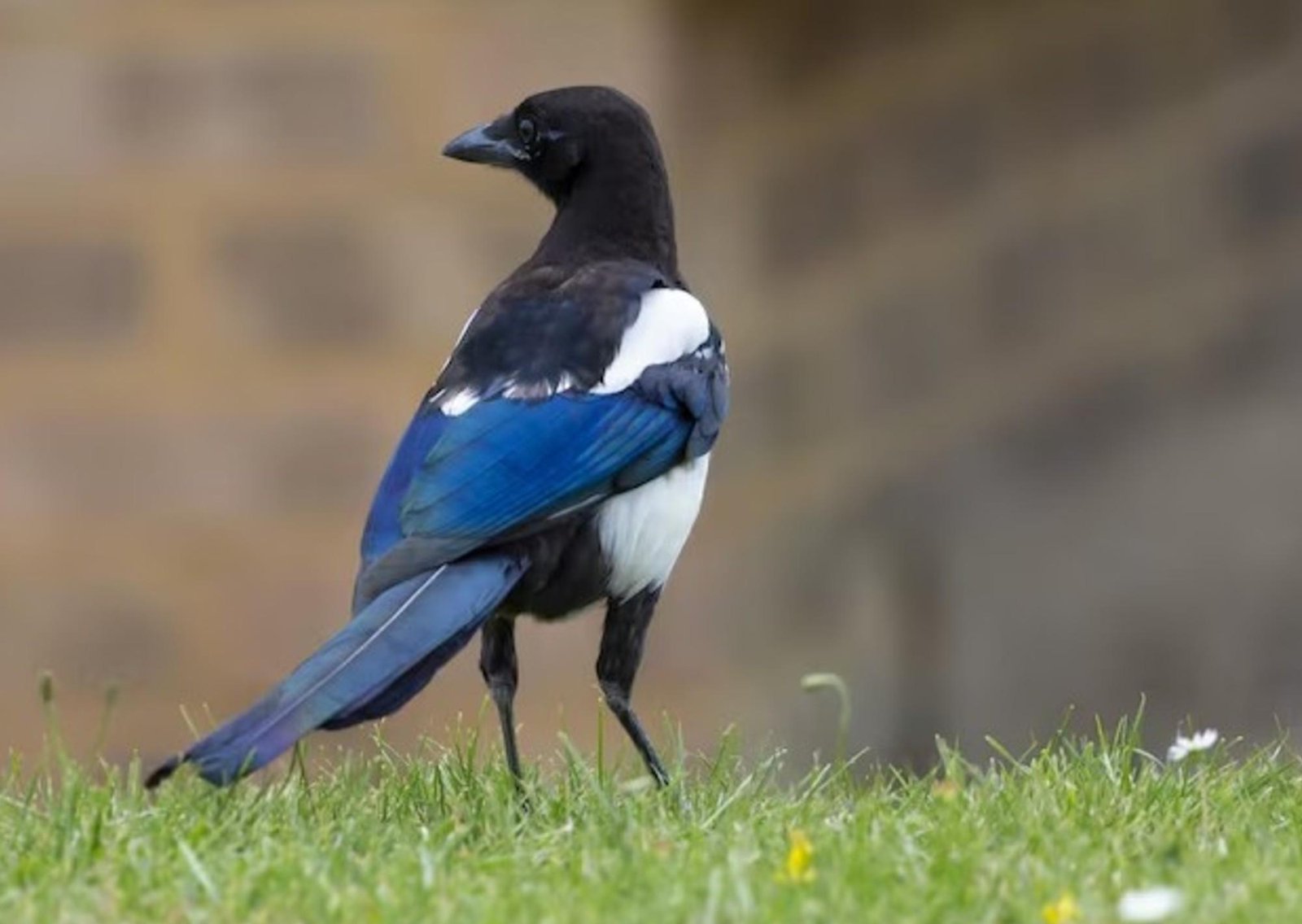 En Australia no son las arañas ni las serpientes: la urraca que ataca en primavera es el animal más odiado