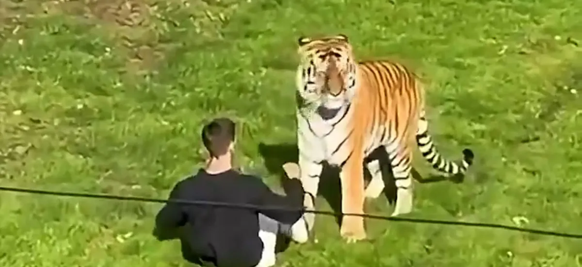 Un hombre saltó al recinto de un tigre en un zoo de Inglaterra y murió tras ser atacado por el felino