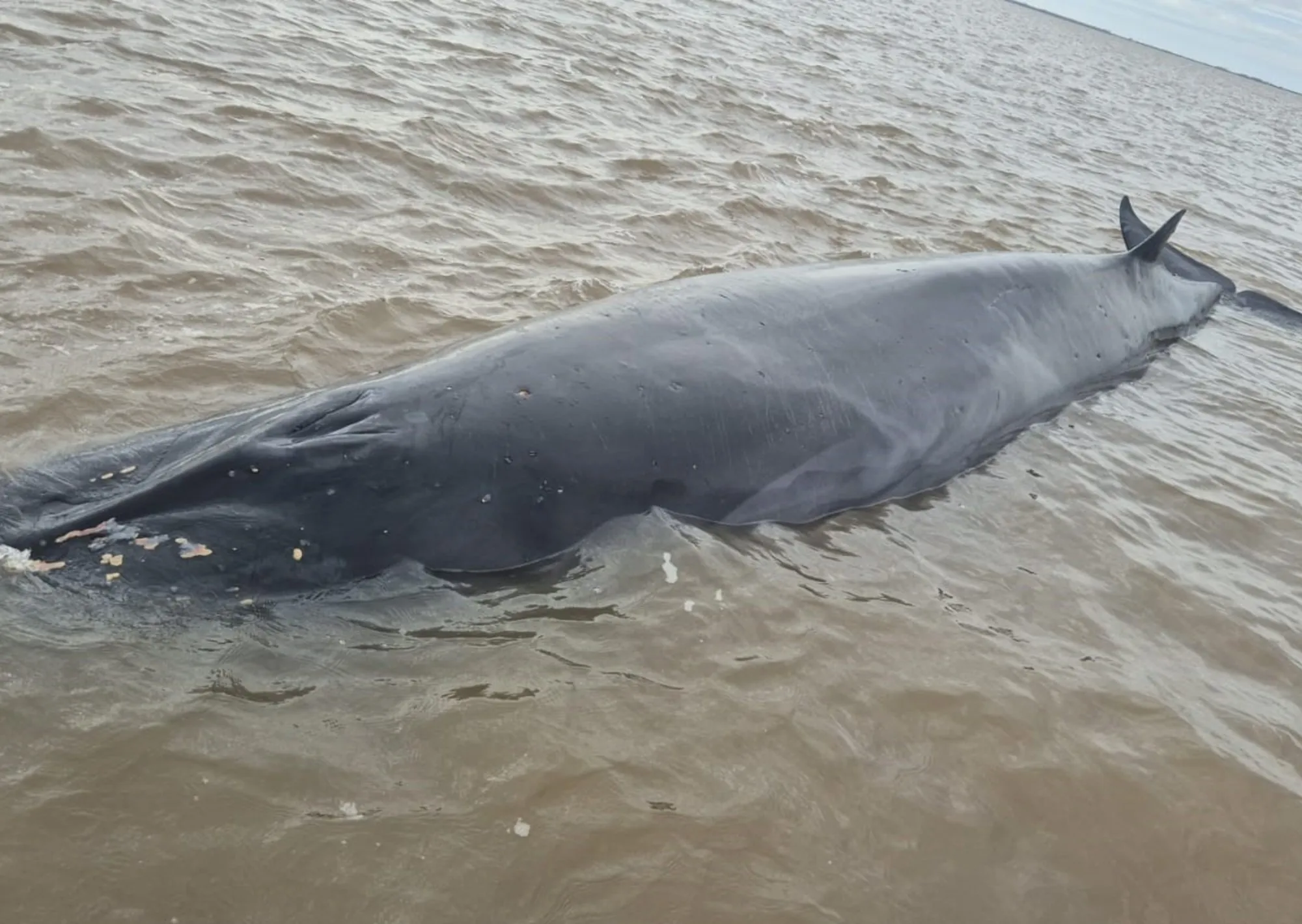 Alerta en San Isidro por una ballena que quedó varada en pleno Río de la Plata