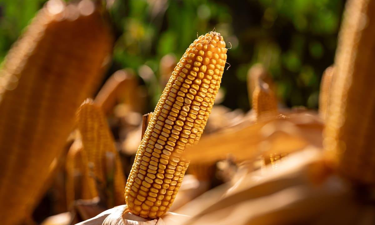 Safras & Mercado reduce previsión de producción de maíz en Brasil con recorte en la "safrinha"