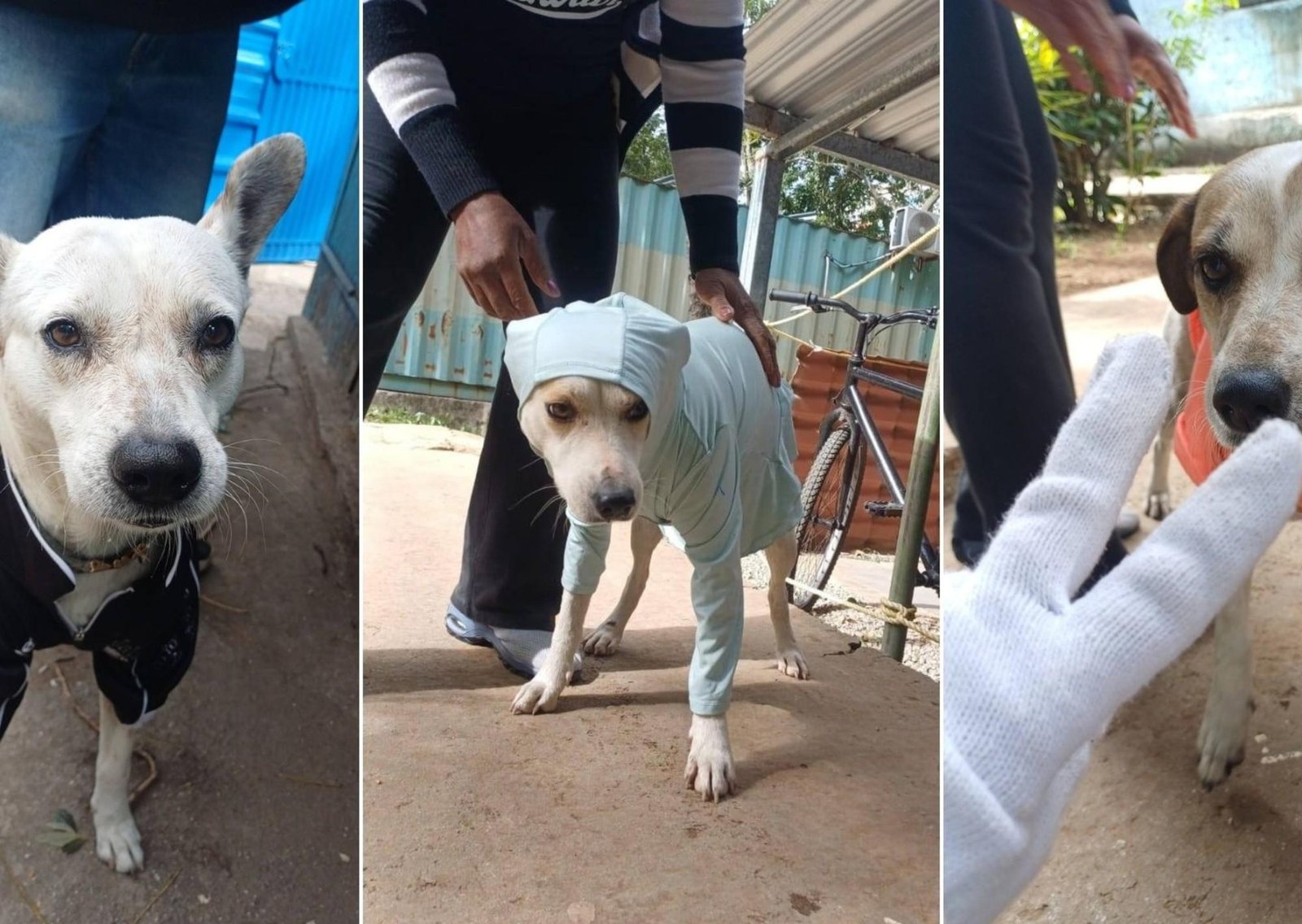 Frío extremo en Cuba: perros callejeros abrigados por vecinos ante temperaturas históricas