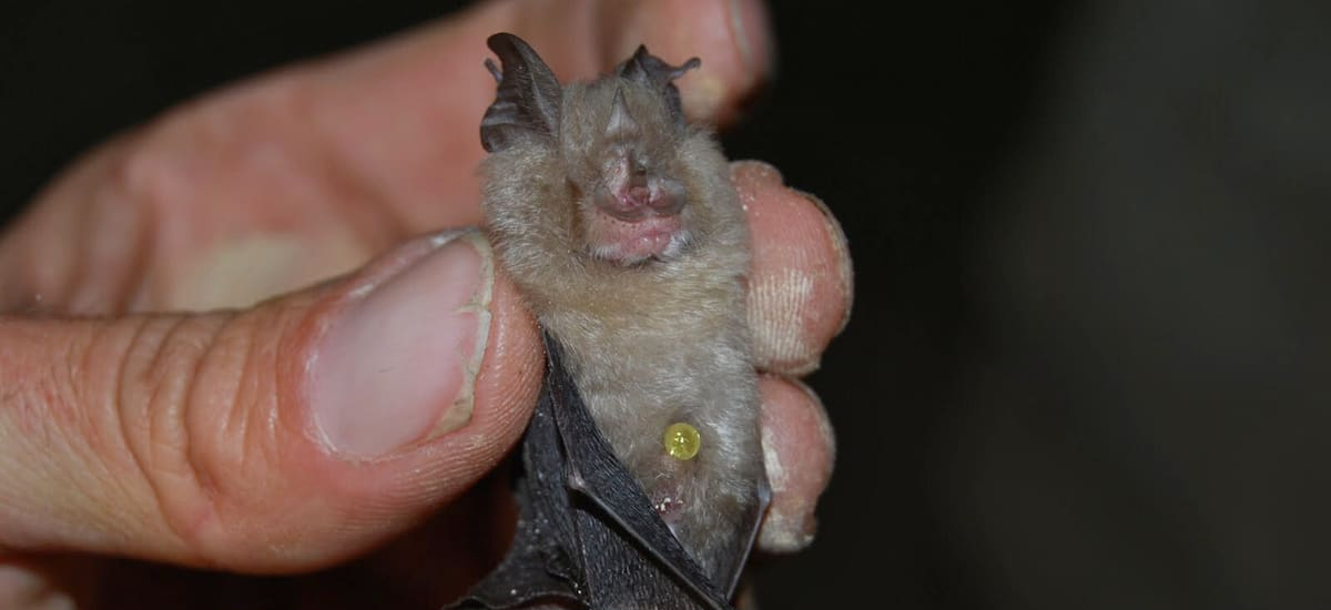 Alerta mundial | Científicos descubren al animal que podría causar la próxima pandemia y alertaron a todos