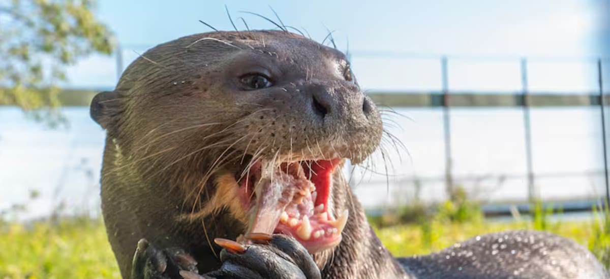 MILAGRO en ARGENTINA: regresó un TIERNO MAMÍFERO GIGANTE ACUÁTICO en peligro de EXTINCIÓN desde 1986