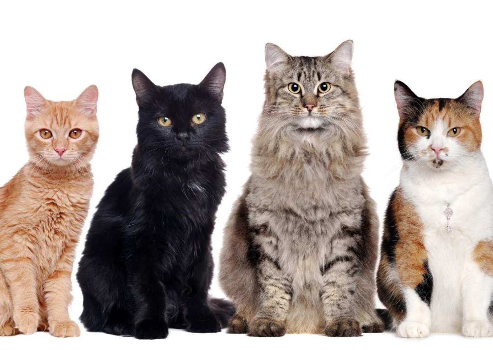 Amores gatos: por qué los felinos les están pisando los talones al perro en la batalla por la mascota preferida