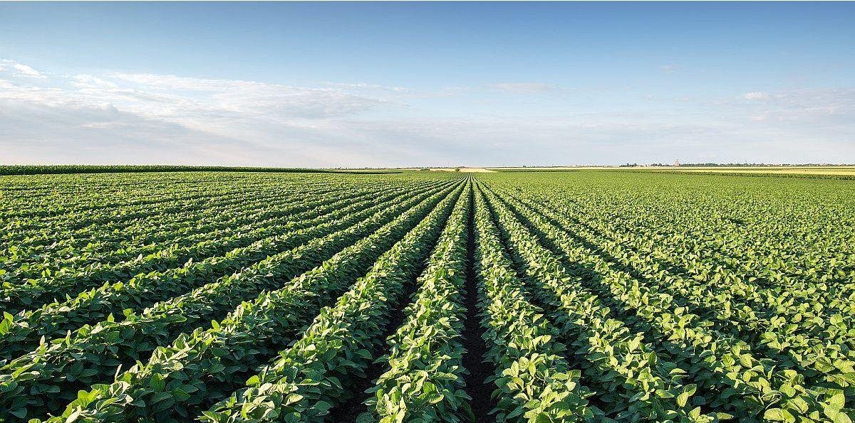 Lluvias dispares y granizo golpean la zona núcleo, pero la soja resiste y se sostienen las proyecciones