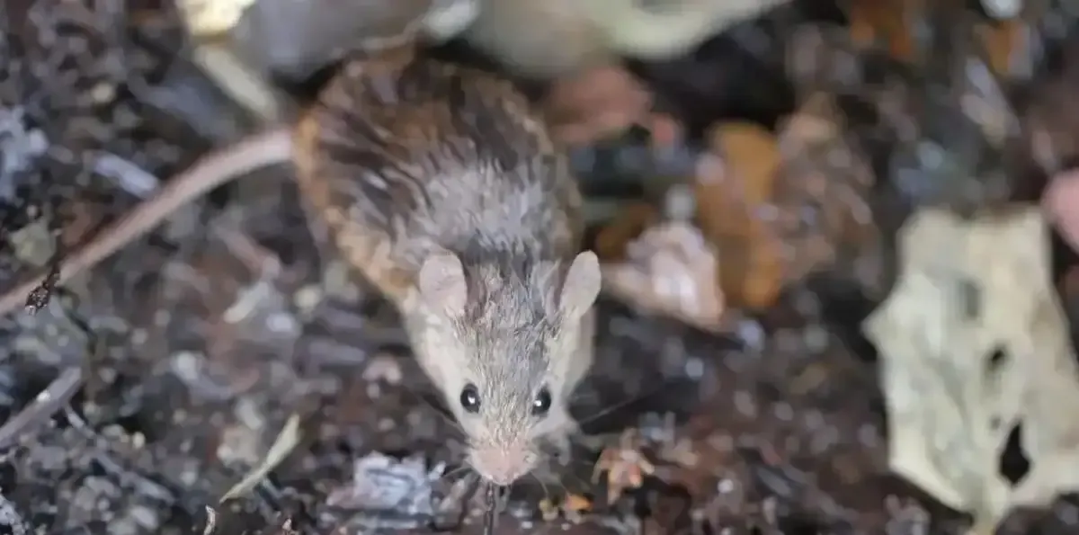 Murió un joven de 26 años a 48 horas de haber sido internado por hantavirus