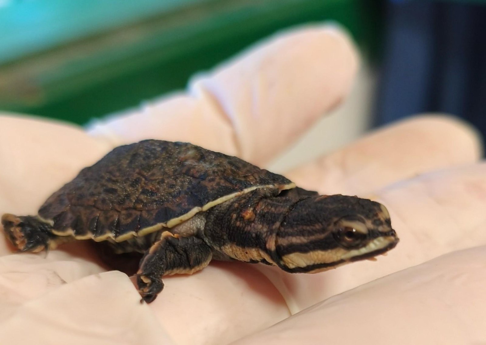 Nacieron las crías de la tortuga más buscada de Iguazú: por qué piden extremar los cuidados al caminar